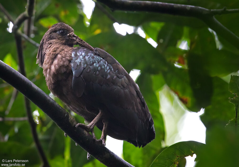 Sao Tome Ibis