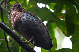 Sao Tome Ibis