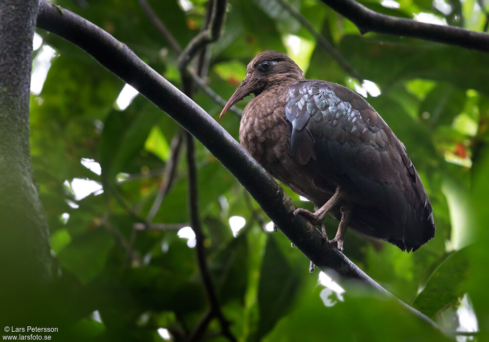 Sao Tome Ibis