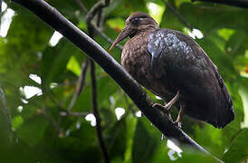 Ibis de Sao Tomé