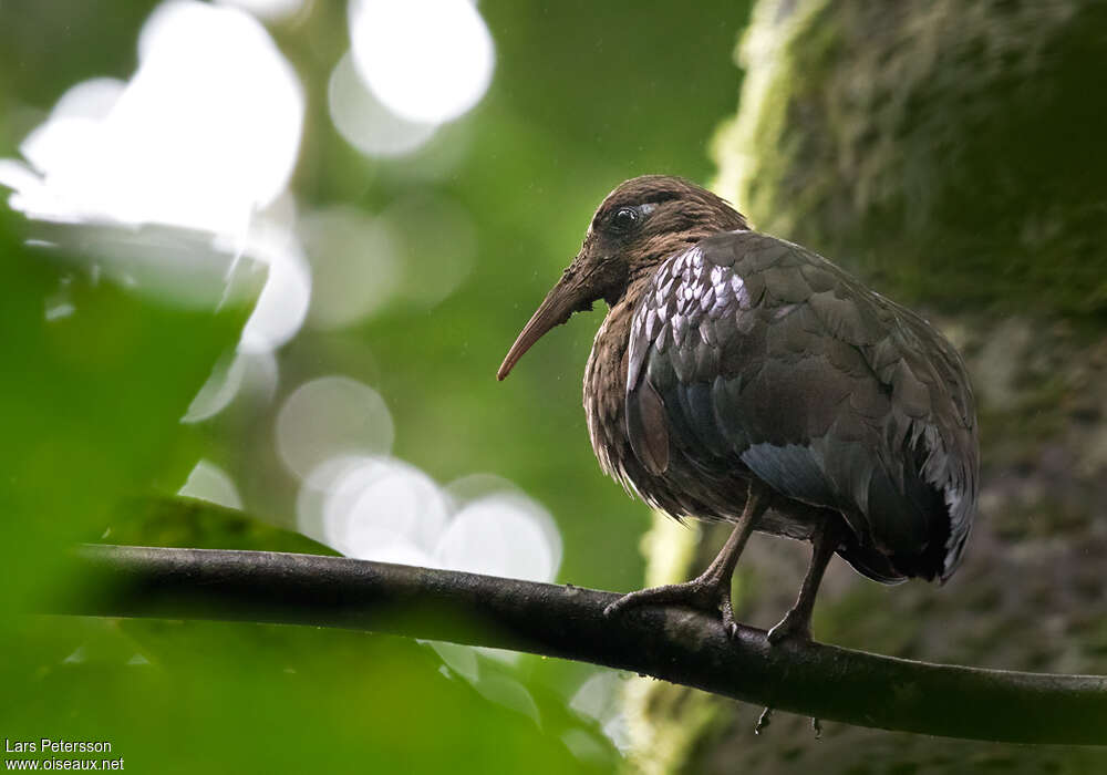 Ibis de Sao Toméadulte