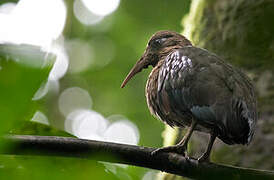 Ibis de Sao Tomé