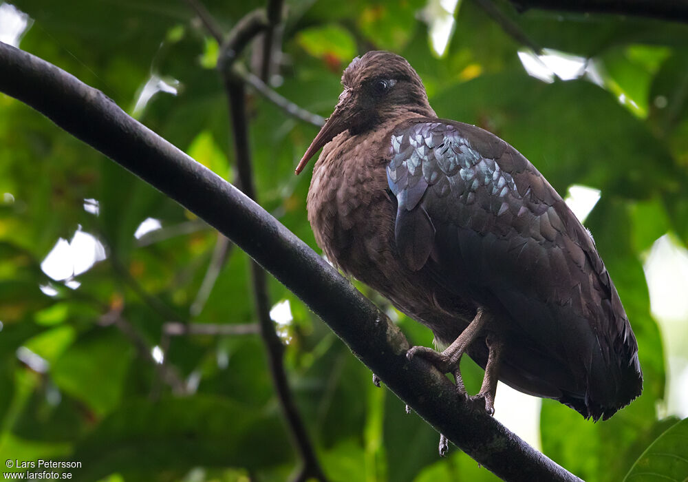 Sao Tome Ibis