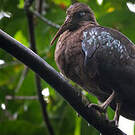 Ibis de Sao Tomé