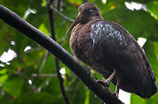 Ibis de Sao Tomé