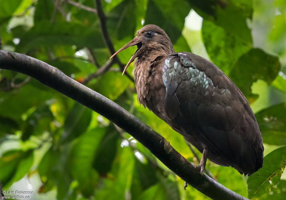 Sao Tome Ibis