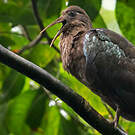 Ibis de Sao Tomé