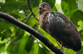 Ibis de Sao Tomé