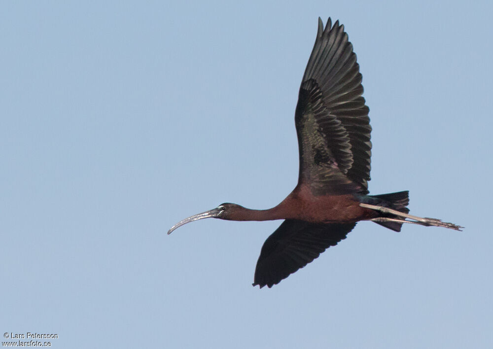 Ibis falcinelle