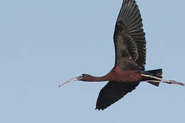 Glossy Ibis