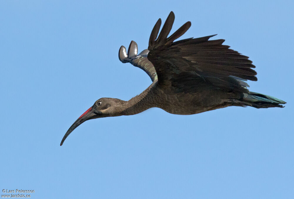 Hadada Ibis