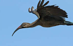 Hadada Ibis