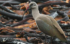 Hadada Ibis