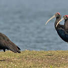 Ibis noir