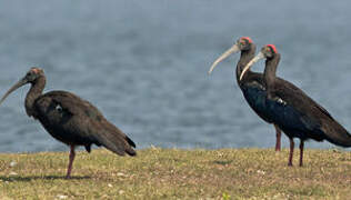 Red-naped Ibis