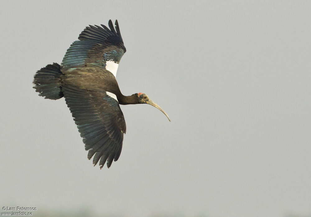 Red-naped Ibis