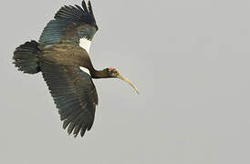 Red-naped Ibis