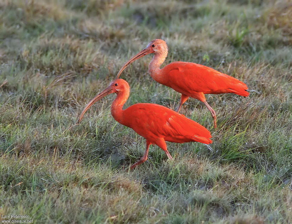 Ibis rougeadulte, habitat, pigmentation, marche, pêche/chasse