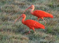 Ibis rouge