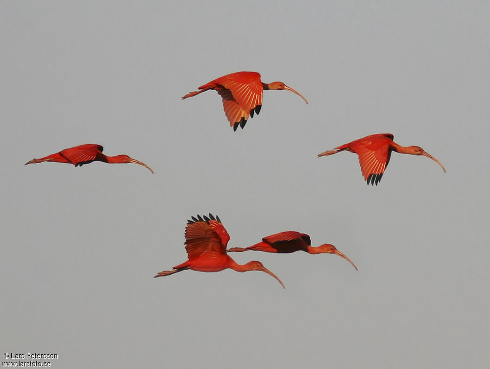 Scarlet Ibis