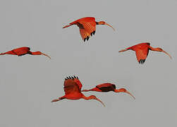 Scarlet Ibis