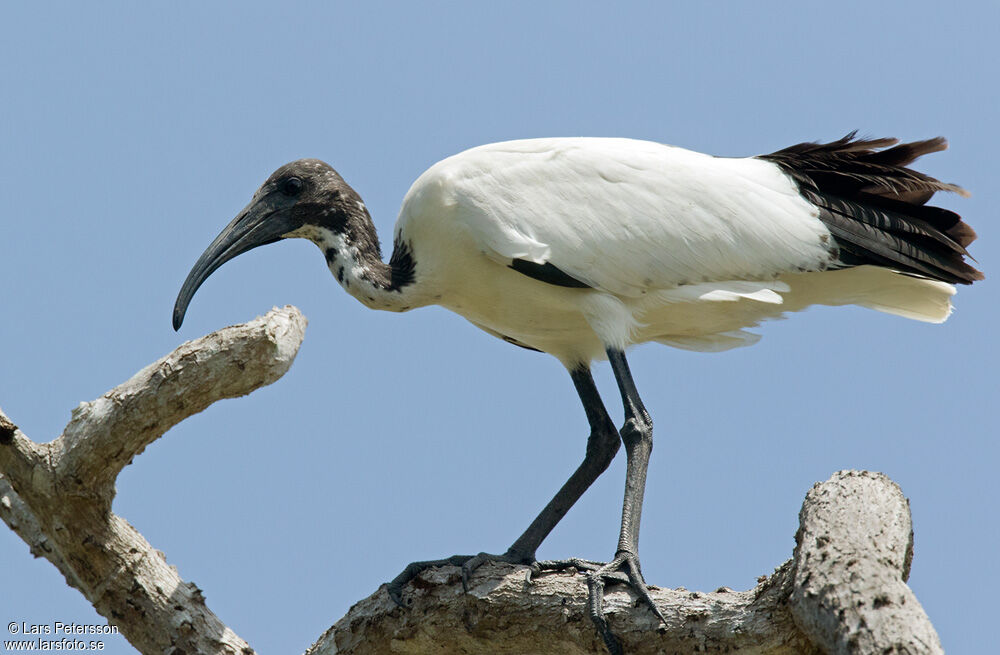 Ibis sacré