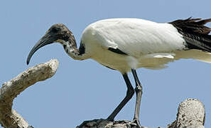 African Sacred Ibis