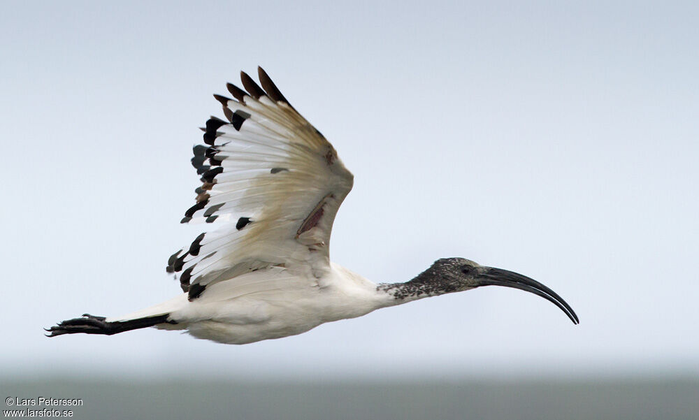 African Sacred Ibis