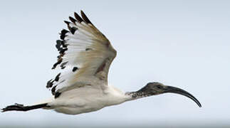 African Sacred Ibis