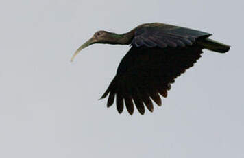 Ibis vert