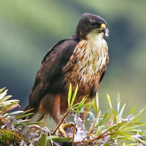 Aigle à ventre roux