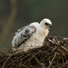 Aigle couronné