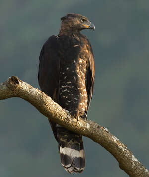 Aigle couronné