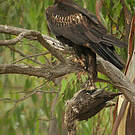 Aigle d'Australie