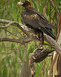 Aigle d'Australie