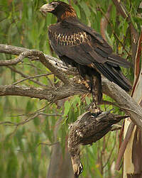 Aigle d'Australie