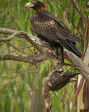 Aigle d'Australie