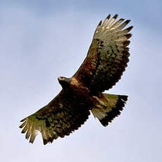 Aigle d'Isidore