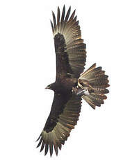 Aigle de Gurney