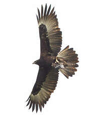 Aigle de Gurney