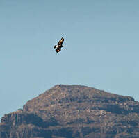 Aigle de Verreaux