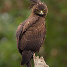 Aigle huppard