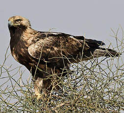 Aigle impérial