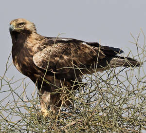 Aigle impérial