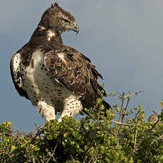 Aigle martial