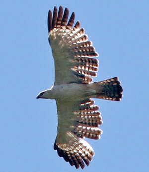 Aigle variable