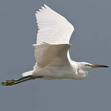 Aigrette de Chine