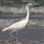 Aigrette de Chine