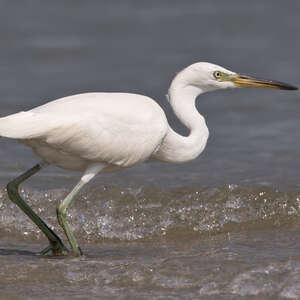 Aigrette de Chine