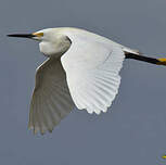 Aigrette neigeuse